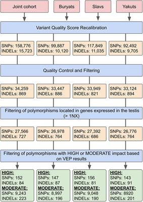 Whole-Exome Sequencing Analysis of Human Semen Quality in Russian Multiethnic Population